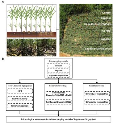 Soil chemistry, metabarcoding, and metabolome analyses reveal that a sugarcane—Dictyophora indusiata intercropping system can enhance soil health by reducing soil nitrogen loss